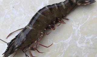 海虾最好吃的5种做法 海虾怎么做好吃